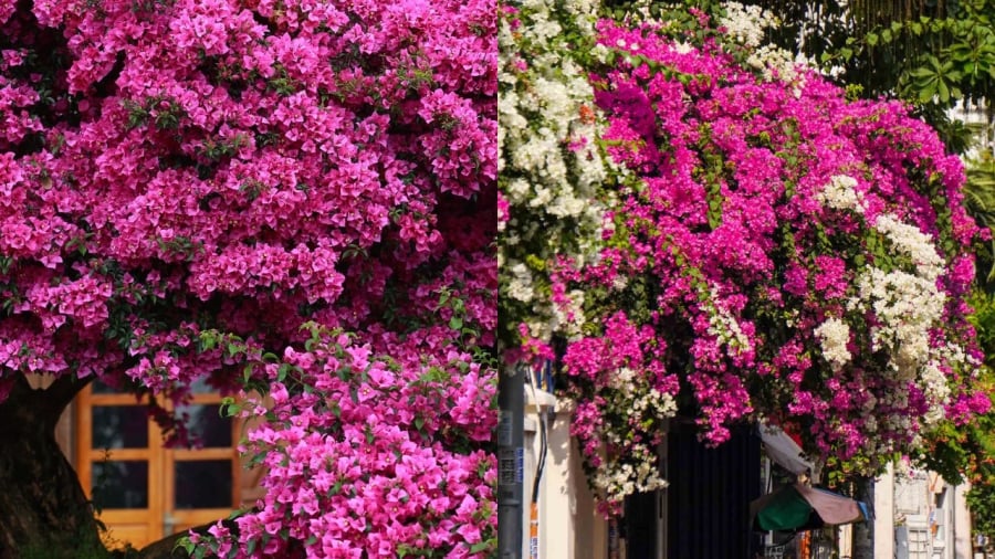 4 Tuyệt Chiêu Giúp Hoa Giấy Nở Đúng Tết Để Hoa Giấy Nở Theo Ý Muốn, Bạn Cần Chú Ý Đến Kỹ Thuật Siết Nước.