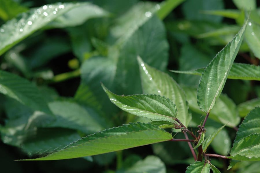 Không phải vì loại rau này quý hiếm hay khó trồng, mà bởi bản thân loài rau đó sinh trưởng khỏe, sâu bọ ít phá, thậm chí mọc dại cũng sống tốt.
