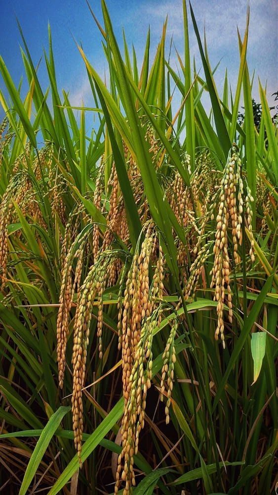 Mơ thấy thóc gạo là giấc mơ giàu sang