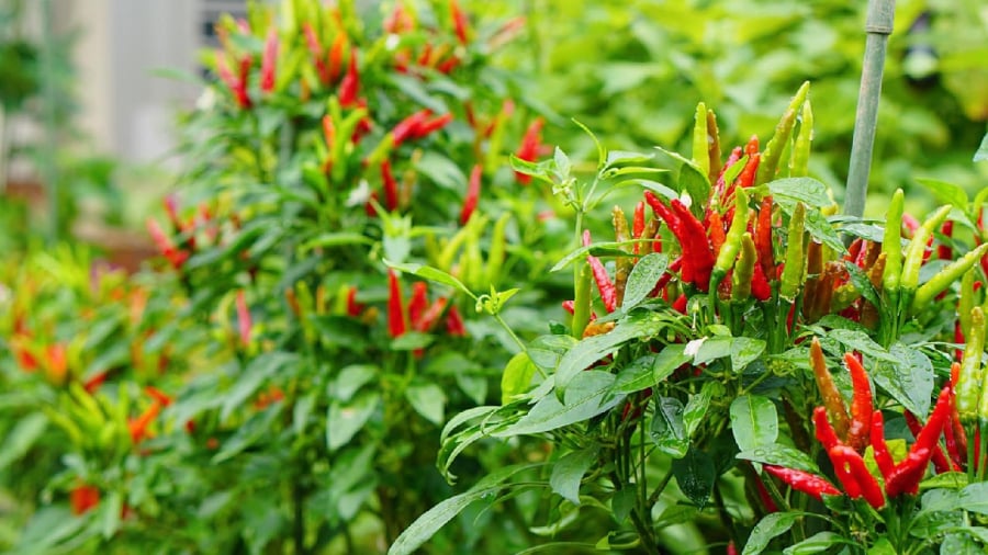 Cây Ớt Hút Tài Lộc, Trồng Thế Nào Để Gia Chủ Ngày Càng Thịnh Vượng, Tiền Vào Như Nước? Cây Ớt Mang Ý Nghĩa Tốt Trong Phong Thủy, Giúp Thu Hút Tài Lộc.