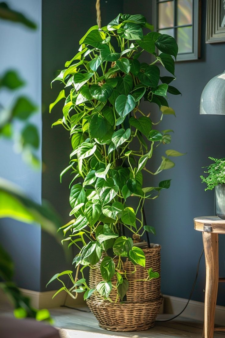 Trầu bà ưa bóng nhưng tránh để nơi quá tối và thiếu khí