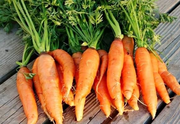 Do phát triển trực tiếp trong đất, nơi vi nhựa tồn tại với mật độ cao, cà rốt là một trong những loại rau củ bị ảnh hưởng nghiêm trọng nhất.    