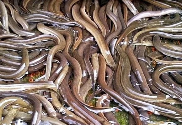 Lươn vốn là món ăn quen thuộc, giàu dinh dưỡng trong bữa cơm của nhiều gia đình châu Á.