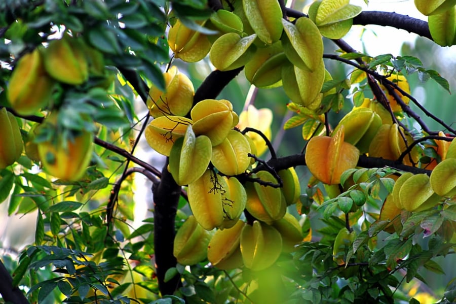 Theo quan niệm phong thủy dân gian, cây khế không chỉ là loại cây ăn quả mà còn rất tốt theo phong thủy