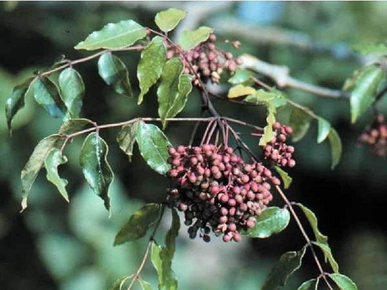 Mắc khén rừng – loại quả từng chín rụng đầy rừng, nay trở thành đặc sản được nhiều người tìm mua.