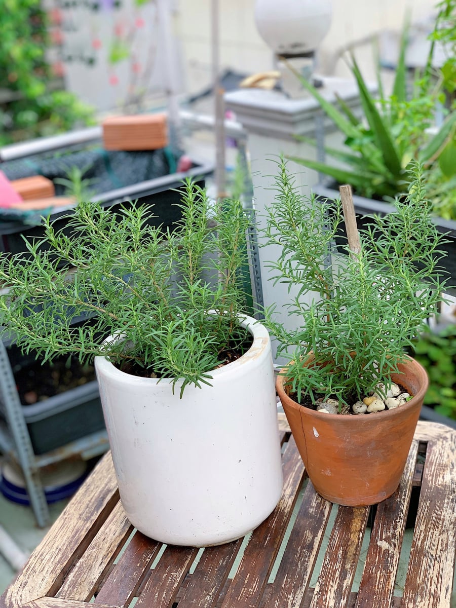 3 Loại Cây Vừa Đuổi Rắn, Vừa Trấn Trạch, Trồng Nhà Nào Nhà Đấy Giàu Mùi Hương Cay Nồng, Đặc Trưng Của Hương Thảo Không Chỉ Giúp Thư Giãn Tinh Thần Mà Còn Là