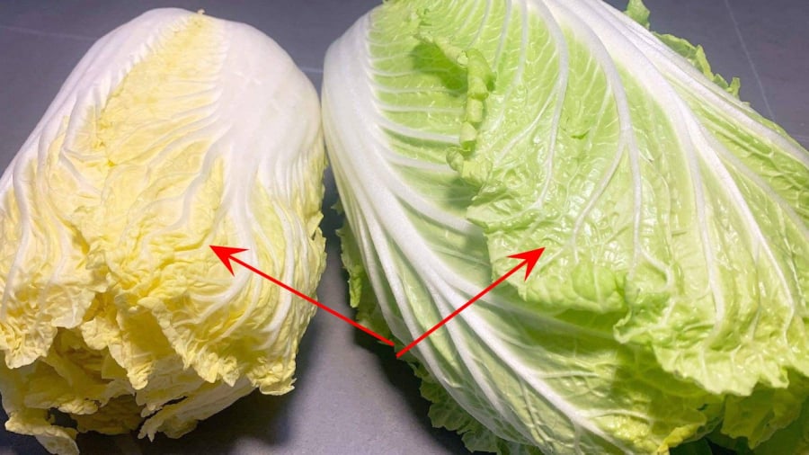 Nên Mua Cải Thảo Lá Vàng Hay Cải Thảo Lá Xanh? Cải Thảo Xanh Và Cải Thảo Vàng Có Sự Khác Biệt Về Kết Cấu Cũng Như Hương Vị.