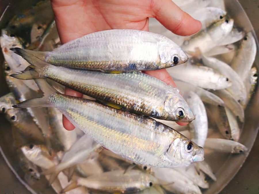 Cá trích đứng đầu bảng nhờ lượng omega 3 cao và ổn định.