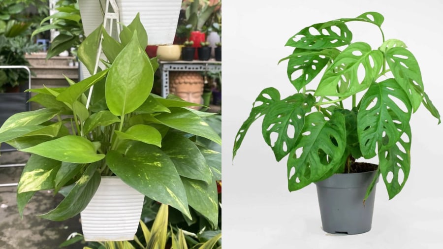 Theo quan niệm phong thủy, cây trầu bà hợp với người mệnh Mộc, Hỏa và Thủy.