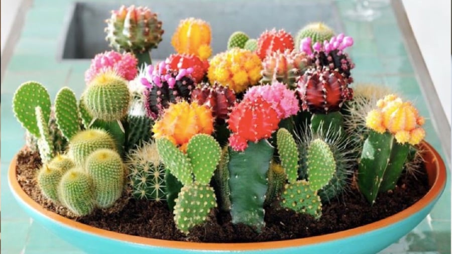 Cây xương rồng có gai nhọn tượng trưng cho nguồn năng lượng xấu, không nên đặt trong phòng khách.