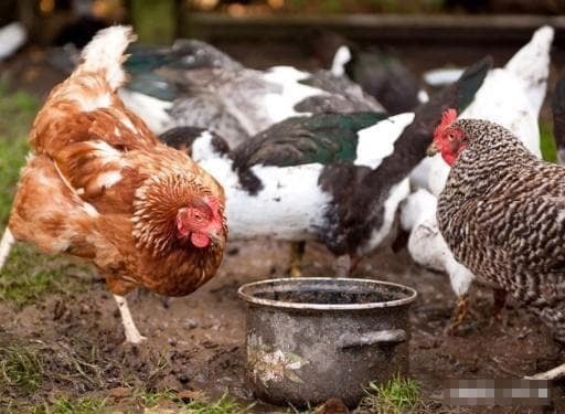 Ở Nhiều Vùng Quê, Gà Không Chỉ Là Vật Nuôi Quen Thuộc Mà Còn Mang Ý Nghĩa Biểu Trưng Sâu Sắc. 