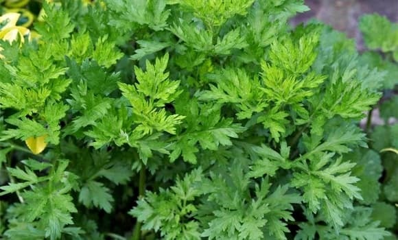 Ngải cứu được trồng quanh nhà hoặc treo trước cửa với niềm tin xua tà khí, âm hàn.