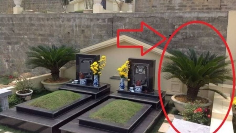 3 loại cây không trồng trước mộ phần