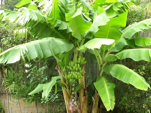 Chuối sau nhà giúp giữ khí cho gia đình