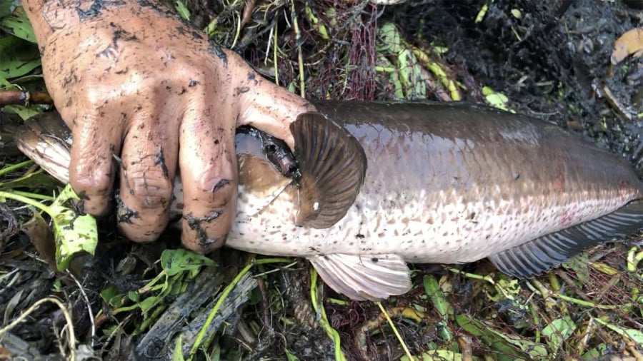 Điểm khiến cá lóc được yêu thích là thịt trắng, săn chắc, vị ngọt đậm, khi nấu không bị bở, không tan như một số loại cá khác.