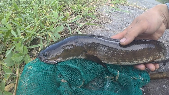 Nhiều người có xu hướng chọn cá lóc đồng hoặc cá lóc nuôi theo hướng tự nhiên để đảm bảo độ ngọt và an toàn cho bữa ăn gia đình.