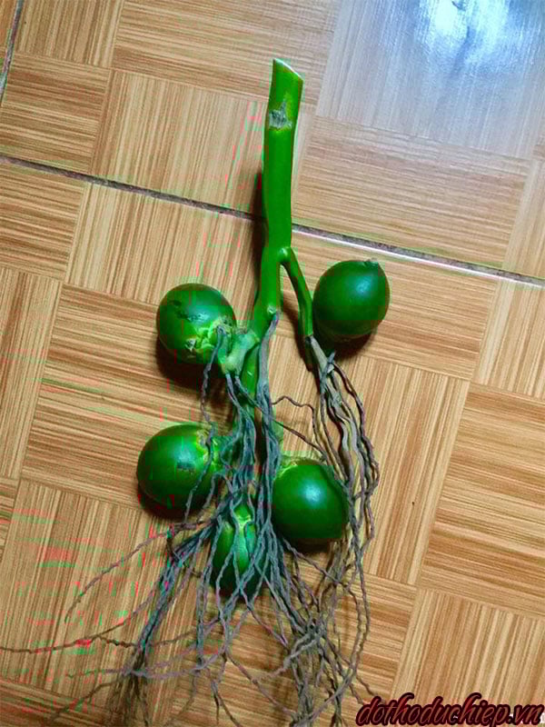 Cau lại buồng là quả cau mọc ngược lại so với những quả khác trong buồng