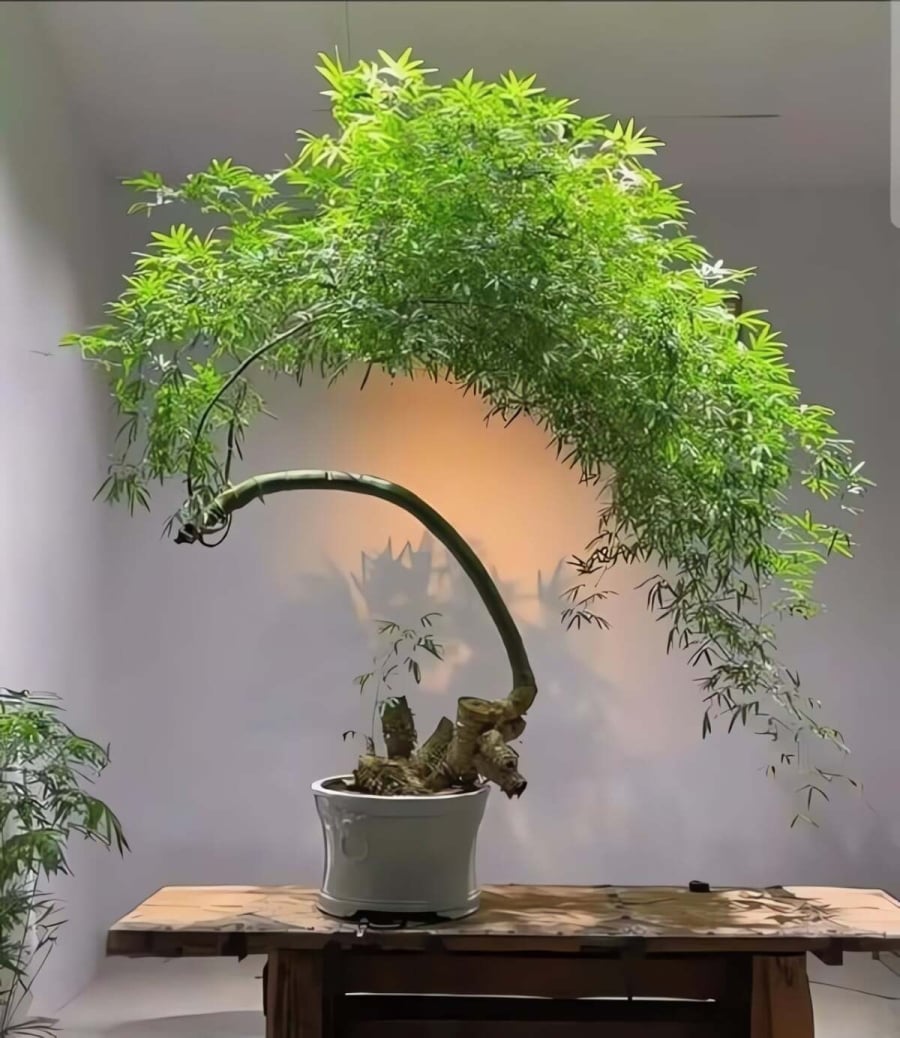 Vẻ đẹp sống động của tre