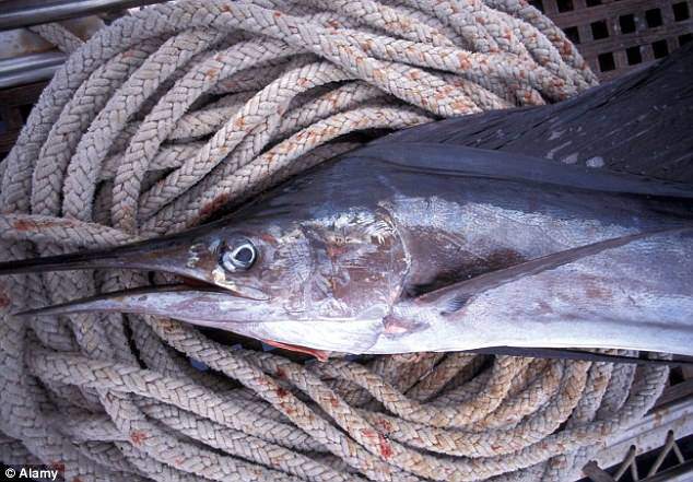 ca-co-kiem-tuoi-song-1690101362-219-width634height441