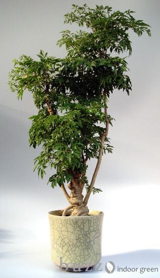 Cây đinh lăng vừa là cây thuốc vừa là cây cảnh