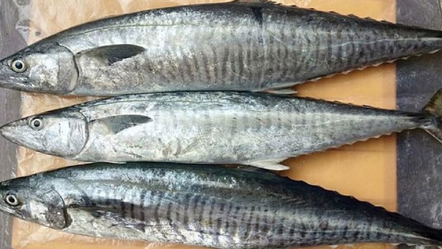 Cá thu vua là loại cá cá nguy cơ chứa hàm lượng thủy ngân cao.