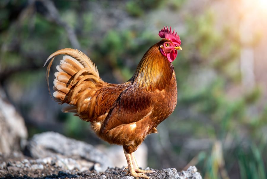 Tuổi Dậu là một trong những con giáp có vận may nổi bật nhất khi bước sang thời điểm Tết Dương lịch 2026