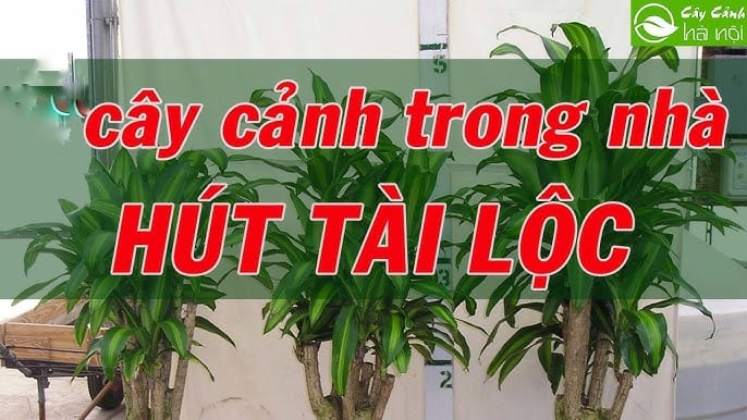 Có những loại cây được xem là “cây giữ tiền”, trồng đúng vị trí thì gia đạo yên ấm, tiền bạc không thất thoát, con cháu đời sau cũng được hưởng phúc.