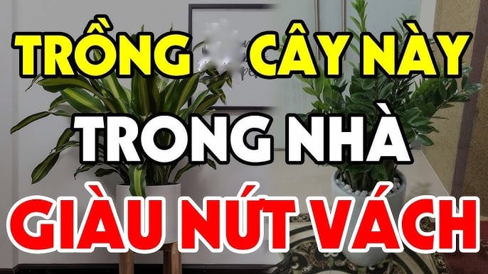 Cây tốt lành chỉ là chất dẫn, còn phúc lộc đến hay không vẫn nằm ở cách sống của con người.