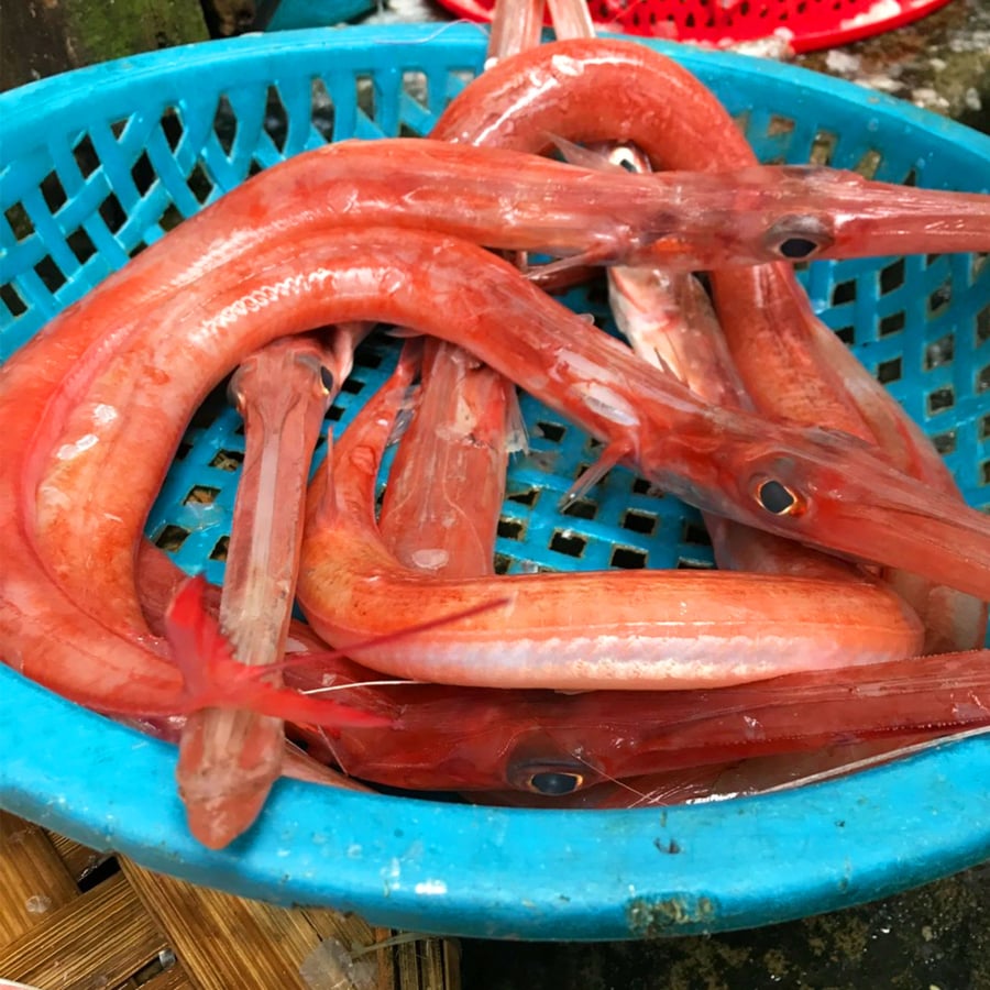 Cá chìa vôi trưởng thành có thể dài gần một mét, nặng vài kilogram, thậm chí có cá lớn nặng trên 10 kg. Phần đầu cá có mỏ dài dạng ống, miệng loe ra như chiếc bình vôi, tạo nên diện mạo hiếm thấy trong các loài cá biển.