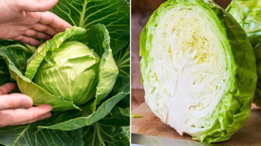 Bắp cải chứa nhiều chất dinh dưỡng cần thiết đối với sức khỏe nhưng không phải ai cũng nên ăn loại rau này.