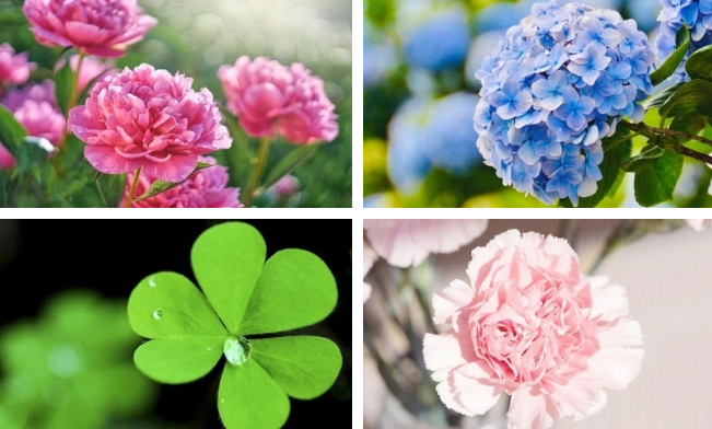 Hãy chọn 1 bông hoa mà bạn thích nhé!