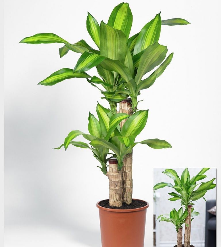 Cây phát tài mang nhiều ý nghĩa phong thủy tốt lành, gắn liền với từng loại cây khác nhau. (Ảnh minh họa)