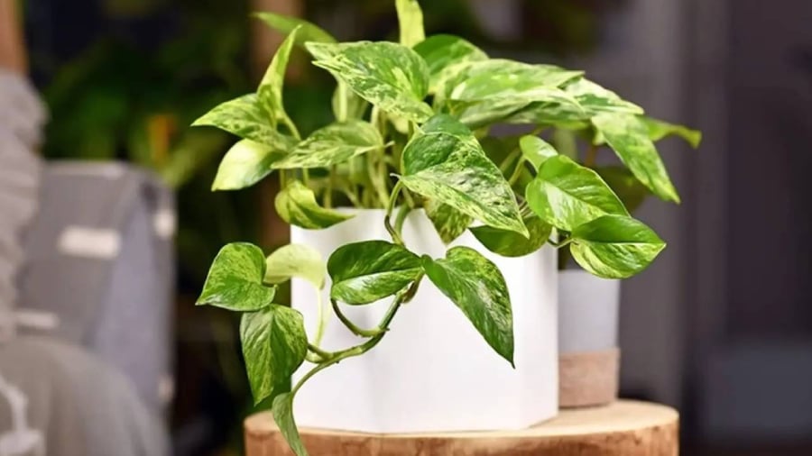 Mỗi con giáp sẽ thích hợp trồng một loại trầu bà khác nhau.