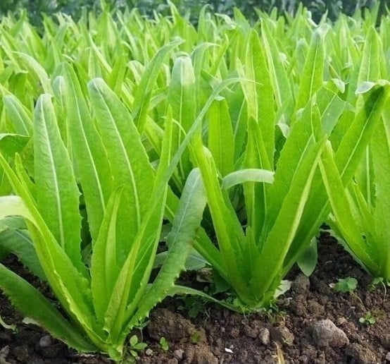 Với vị thanh mát và hương thơm nhẹ nhàng, rau diếp thơm được dùng linh hoạt trong nhiều món ăn như salad, rau sống, bánh mì, canh hay ăn kèm lẩu.    