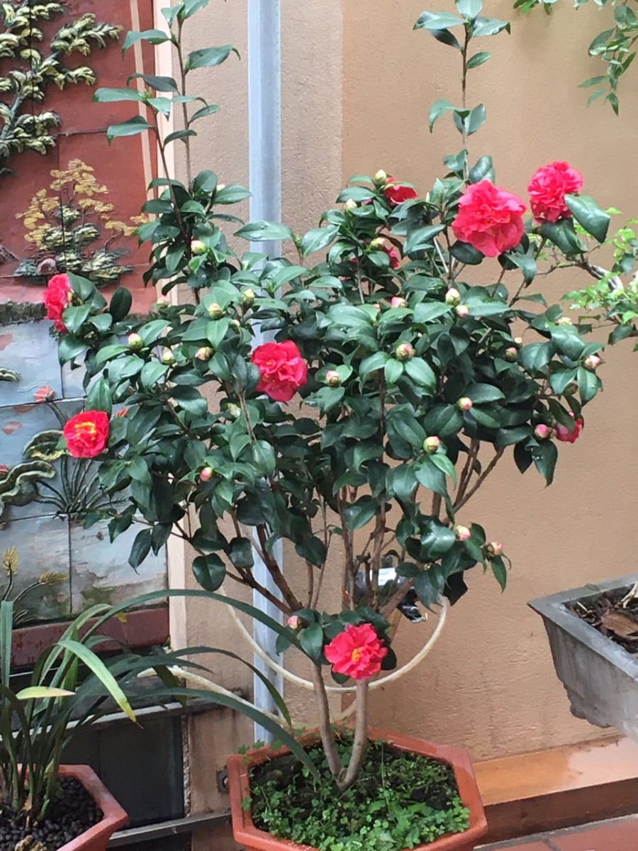 Trước hiên nhà trồng 1 cây hoa trà, vừa nở hoa siêu đẹp, lại đón tài lộc vào nhà, vừa là vị thuốc quý