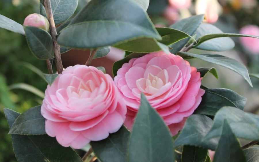 Với vẻ đẹp thanh nhã, ý nghĩa phong thủy tốt lành, hoa trà mang đến tìa lộc, may mắn và thịnh vượng.