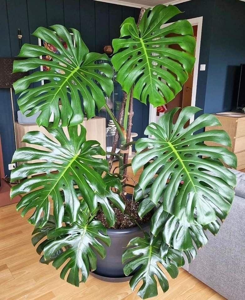 Cây lá to khoá tài khí