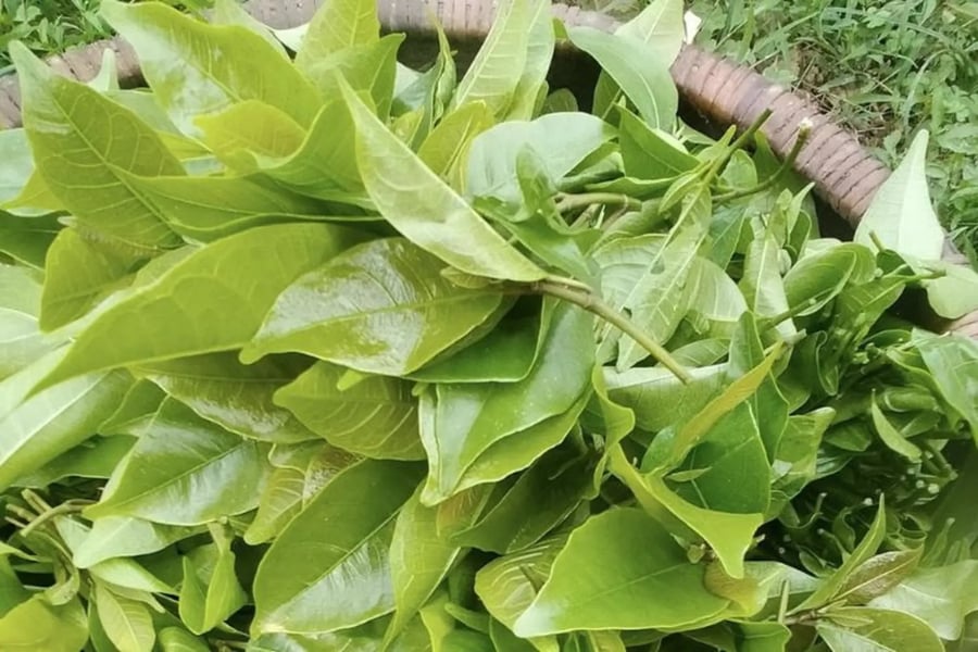 Những ngọn rau mít rừng tươi non vừa được bà con người Mường hái từ trên núi cao lúc sáng sớm.  