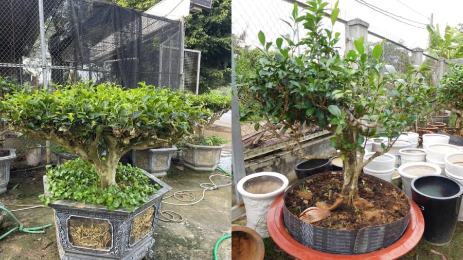 Cây trà xanh vừa có thể trồng để lấy lá, vừa có ý nghĩa tốt cho phong thủy của gia đình.