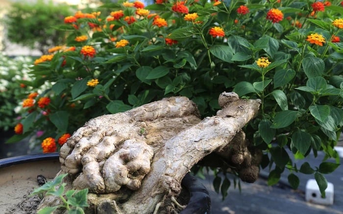 Trong rất nhiều gia đình, đặc biệt là nhà có sân vườn hoặc trồng cây cảnh lâu năm, thường xuất hiện những loại cây nhỏ mọc xen trong chậu hoặc ven bờ tường. Phần lớn mọi người cho rằng đây là cỏ dại, cây hoang, không có giá trị nên thường nhổ bỏ ngay khi thấy chúng nhú lên.    