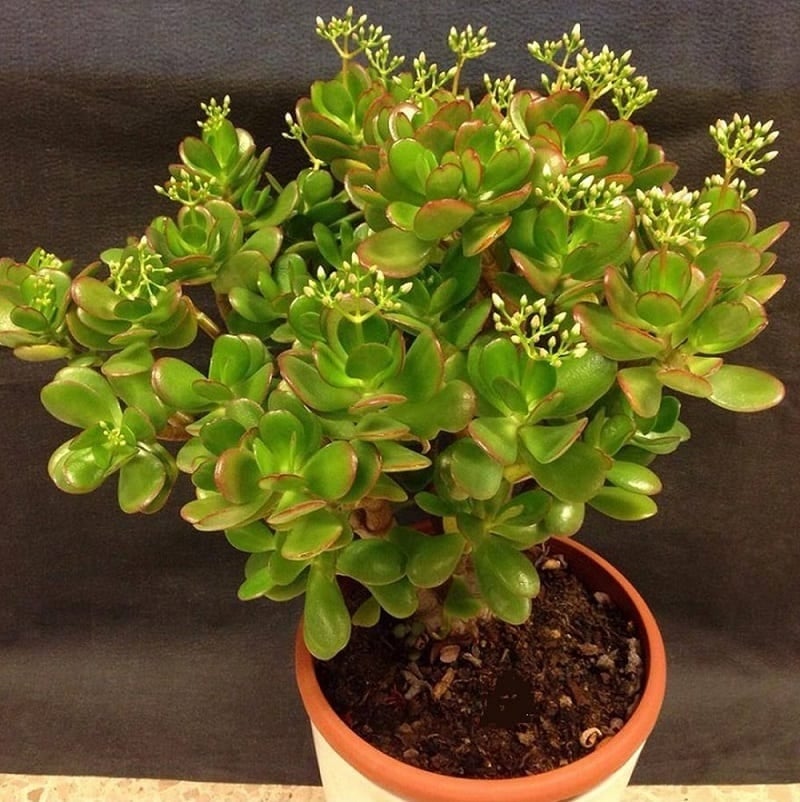 Ngọc bích là loại cây cảnh nhỏ, thường được đặt trên bàn làm việc hoặc gần cửa sổ. Lá cây dày, tròn, xanh bóng, tượng trưng cho tài lộc và sự tích lũy. Trong phong thủy, ngọc bích còn gắn với ý nghĩa giữ tiền, giúp gia chủ không bị thất thoát tài chính.    