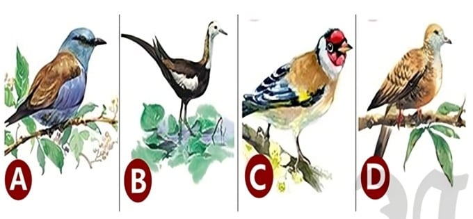 Hãy chọn 1 con chim nhé!