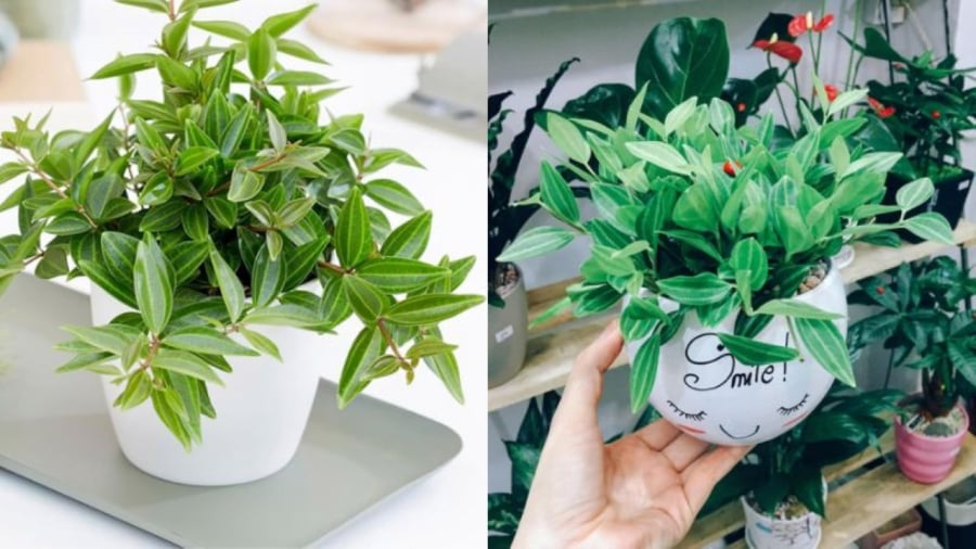 Nên việc trồng cây bình an trong nhà sẽ giúp tinh thần gia chủ cảm thấy an tâm và vui vẻ hơn.