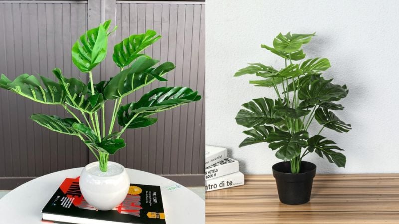 Cây trúc lưng rùa tượng trưng trong nhà hoặc văn phòng sẽ có tác dụng tăng cường phúc lộc, thăng quan tiến chức, bày ở phòng ngủ sẽ giúp khỏe mạnh trường thọ.