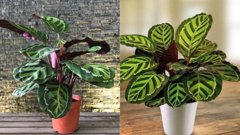 Cây đuôi công là một loại cây hút tài lộc, may mắn, tượng trưng cho sự tròn đầy và thịnh vượng của gia chủ.