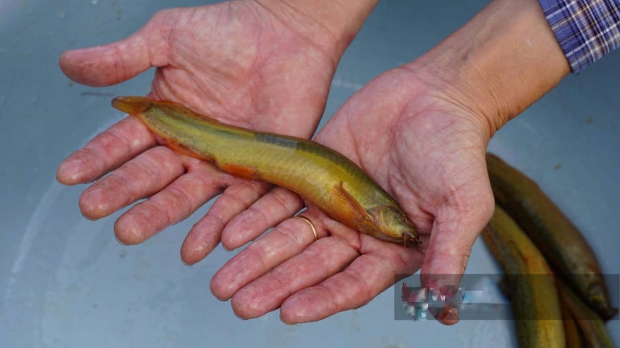 Thế nhưng, việc đánh bắt đã làm cạn kiệt loài cá này trong tự nhiên. Muốn ăn cá chạch, người dân ở Quảng Trị phải mua từ các tỉnh phía bắc, chưa chủ động nuôi thương phẩm tại địa phương.