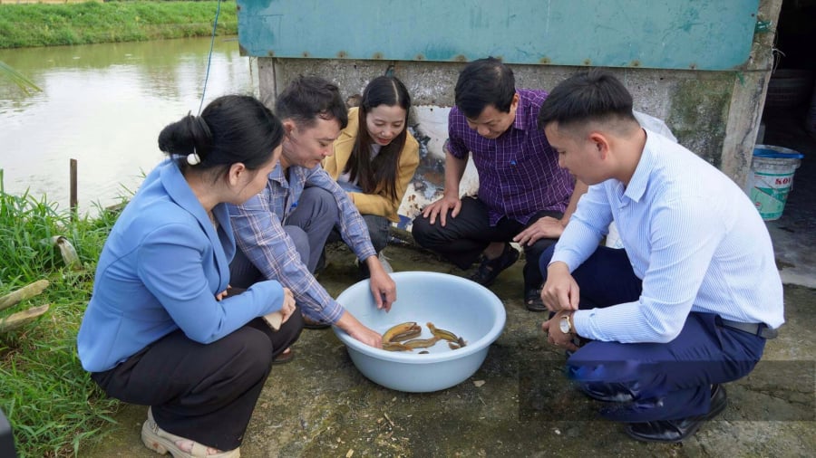 Môi trường nước phù hợp để thả nuôi cá chạch là độ PH bằng 7,8; DO bằng 4mg/lít; nhiệt độ 25 độ C.