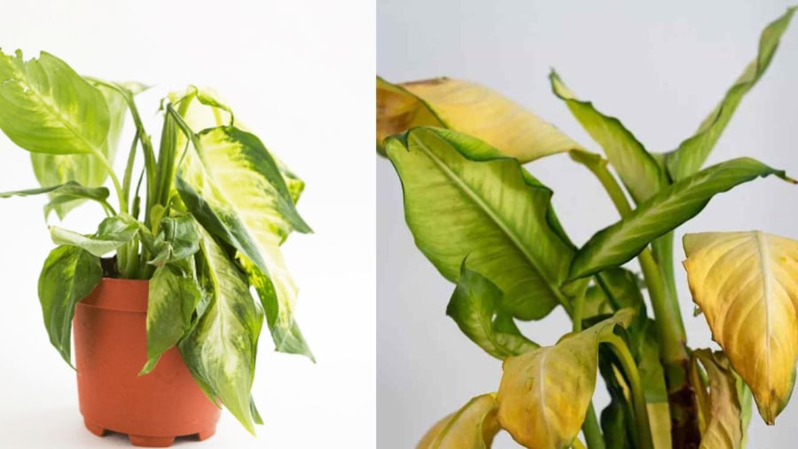 Cây chết liên tục có thể là những yếu tố phong thuỷ và cả thực tế đều không tốt