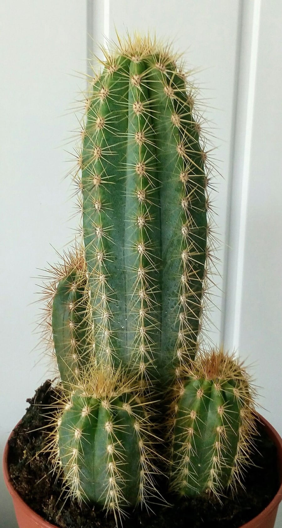 Không nên trồng cây xương rồng trong nhà