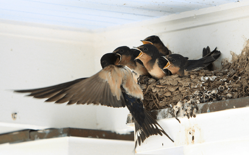 Chim sẻ, chim én bay vào làm tổ    